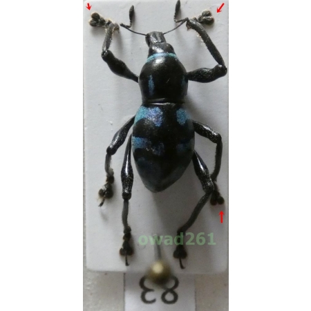 Metapocyrtus lindabonus W.Schultze, 1922 male Philippines83